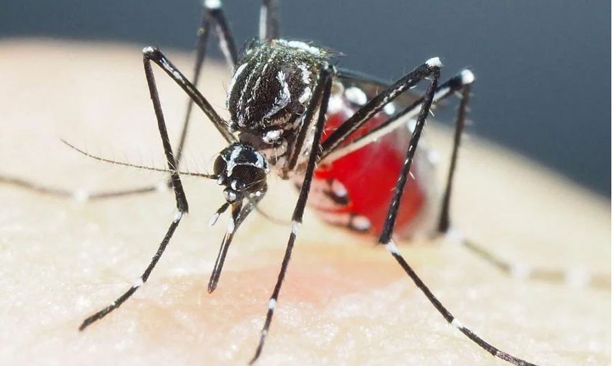 Muỗi truyền bệnh ở châu Á đã phát triển khả năng kháng thuốc diệt côn trùng gấp 10 lần mức trước đây. - Ảnh: AFP