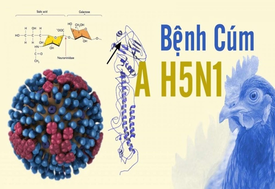 Cảnh giác với nguy cơ bùng phát cúm gia cầm H5N1