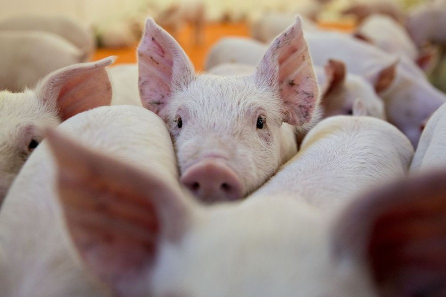 Trung Quốc xác nhận ổ dịch cúm lợn châu Phi tại tỉnh Giang Tô