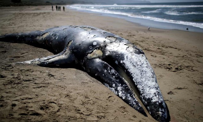 Hàng chục con cá voi xám đã chết và dạt lên bờ biển phía tây nước Mỹ, con số cao nhất trong vòng 2 thập kỷ. Ảnh: Getty.