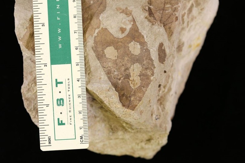Lá cây hoá thạch được tìm thấy tại lưu vực Hanna của Wyoming có niên đại khoảng 54 triệu năm, cho thấy sự phá hoại của côn trùng.