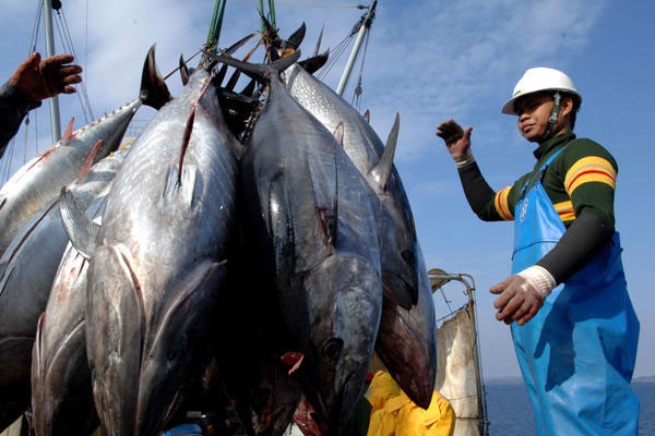 Lần đầu tiên cá ngừ trở thành ngành hàng giá trị tỷ USD tại Việt Nam