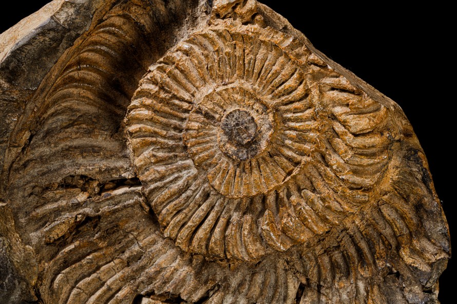 Hóa thạch cúc đá - Lưu giữ triệu năm trong lớp vỏ xoắn ốc