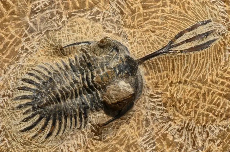 Hóa thạch Bọ ba thuỳ Walliserops có một sừng ba ngạnh đặc biệt