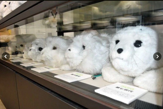 Nhiều mẫu Paro khác nhau được trưng bày tại phòng thí nghiệm của Viện Khoa học và Công nghệ Công nghiệp Tiên tiến Quốc gia (AIST) ở Tsukuba, Tỉnh Ibaraki. Ảnh: asahi.com