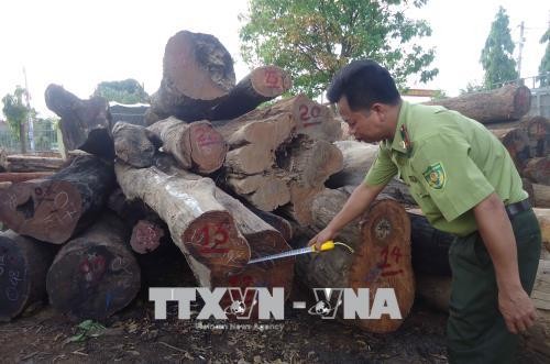 Lực lượng chức năng Đắk Nông bắt giữ các xe chở gỗ không rõ nguồn gốc. Ảnh: Ngọc Minh/TTXVN