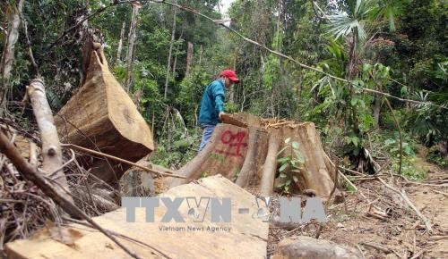 Hiện trường một vụ phá rừng tại huyện Đông Giang, tỉnh Quảng Nam.