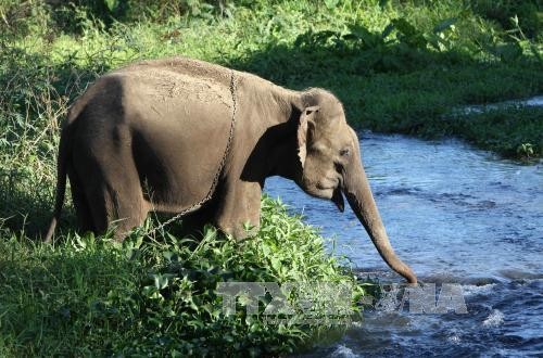 Môi trường tự nhiên giúp đàn voi sinh trưởng phát triển tốt hơn. Ảnh: Dương Giang/TTXVN