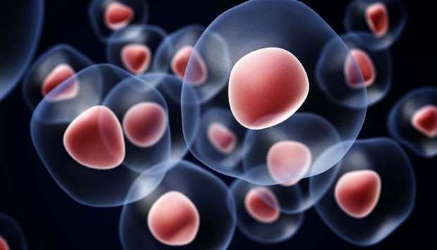Tế bào gốc. Ảnh minh họa: AFP