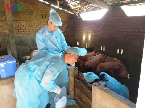 Cán bộ Chi cục Chăn nuôi và Thú y Đắk Lắk lấy mẫu xét nghiệm dịch LMLM tại thôn 8 xã Hòa Sơn.