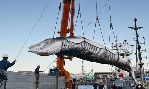 Một con cá voi được đưa về cảng biển Kushiro, Hokkaido, Nhật Bản hồi tháng 9/2017 phục vụ nghiên cứu khoa học. Ảnh: Kyodo News.