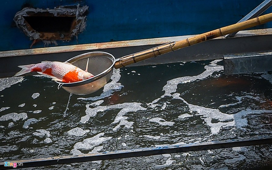 Trưa 18/9, một con cá Koi Nhật Bản được phát hiện đã chết sau hai ngày thả xuống bể xử lý nước thải tại khu vực sông Tô Lịch (quận Cầu Giấy, Hà Nội).