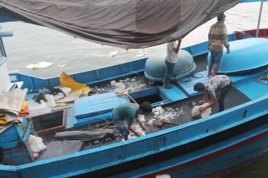 Ngư dân đánh bắt cá ngừ đại dương từ ngư trường Hoàng Sa trở về cảng cá Hòn Rớ, Nha Trang, Khánh Hòa.
