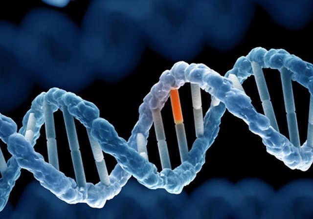 Bộ gen người bao gồm hai thành phần: Mã hóa và không mã hóa.