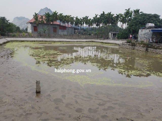 Khu vực phát lộ các cọc gỗ tại xã Lại Xuân, huyện Thủy Nguyên. Ảnh: haiphong.gov.vn