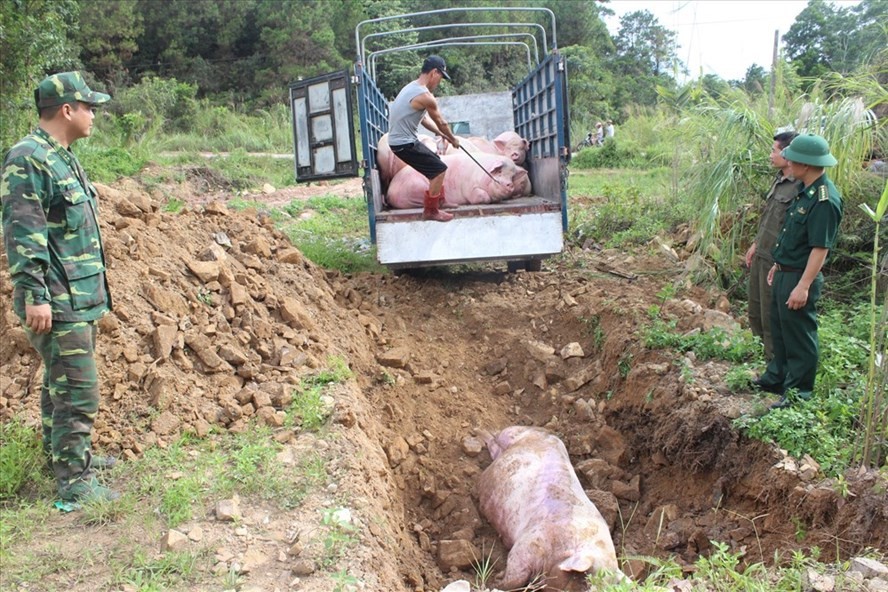 Hình ảnh tiêu huỷ lợn nhiễm dịch tả Châu Phi 