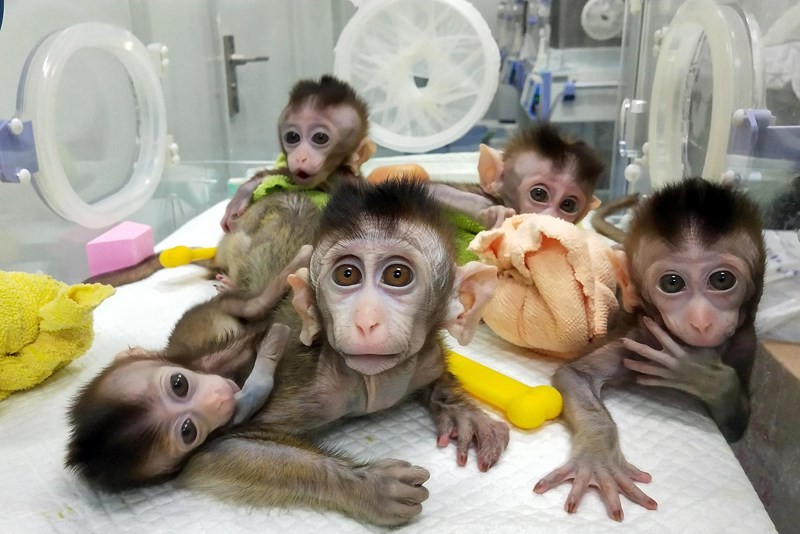 Năm con khỉ mang gien não người còn sống ở Viện Hàn lâm Khoa học Thần Kinh của Trung Quốc ở Thượng Hải. Ảnh: GETTY