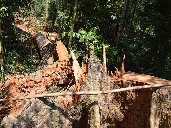 Nhiều cây cổ thụ tại rừng phòng hộ Đắk Mi bị đốn hạ