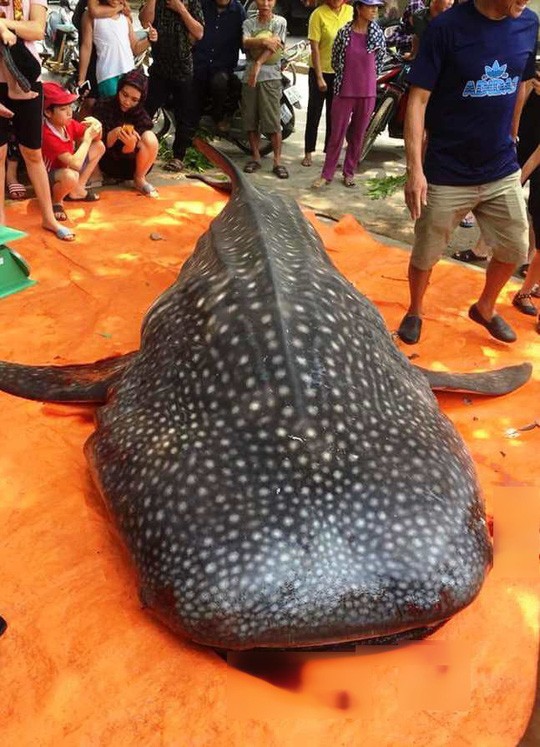 Hình ảnh con cá bị giết thịt ở biển Sầm Sơn được chính quyền địa phương khẳng định là cá diều hoa, không phải cá voi nhám như thông tin xôn xao trên mạng xã hội Facebook
