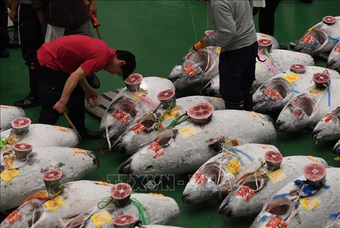 Cá ngừ được bày bán đấu giá tại chợ cá Toyosu mới ở thủ đô Tokyo, Nhật Bản. Ảnh: AFP/TTXVN