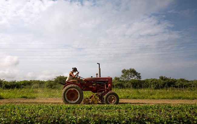Một nữ nông dân trẻ tại nông trại hữu cơ ở Long Island, New York. Ảnh: Reuters