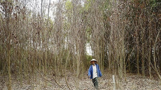 Rừng cây keo chết khô ở xã Bình Phú, H.Bình Sơn
