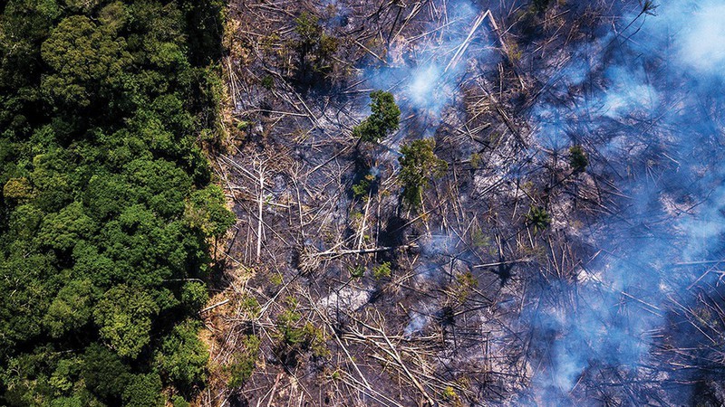 Cháy rừng ở Amazon. (Ảnh: Getty Images)