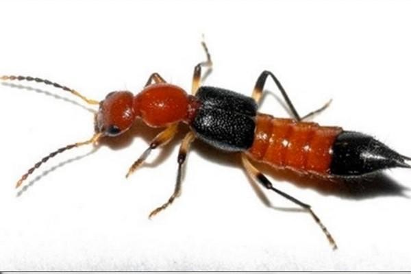 Kiến ba khoang - một loại kiến rất độc và nguy hiểm - Ảnh: Internet