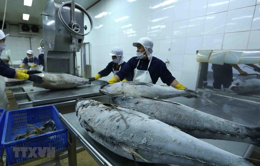 Chế biến cá ngừ đại dương đông lạnh xuất khẩu tại nhà máy của Công ty Cổ phần Thủy sản Bình Định. (Ảnh: Vũ Sinh/TTXVN)