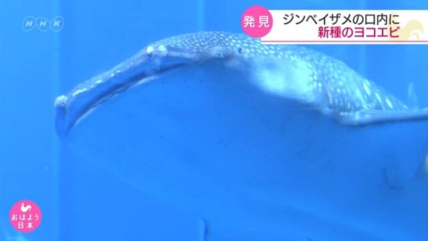 Cá mập voi Nhật Bản "nuôi" hơn 1.000 sinh vật trong khoang miệng. (Nguồn: NHK)
