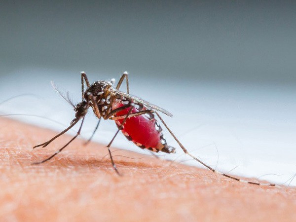 Muỗi Aedes trước đây được cho là nguyên nhân duy nhất gây bệnh sốt xuất huyết 
