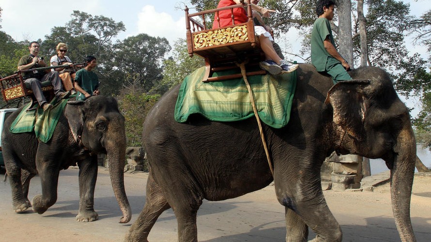 Campuchia sẽ cấm việc cưỡi voi du ngoạn tại quần thể đền Angkor Wat của nước này từ đầu năm 2020. Ảnh minh họa: AFP