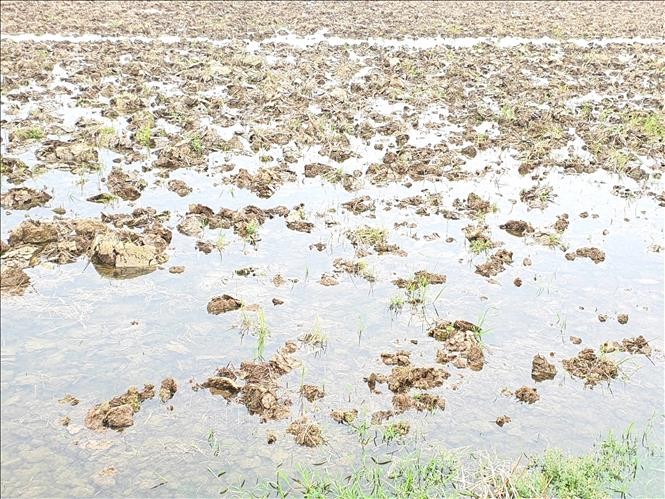 Các địa phương của tỉnh Nam Định lấy nước chuẩn bị gieo cấy. Ảnh: Công Luật/TTXVN