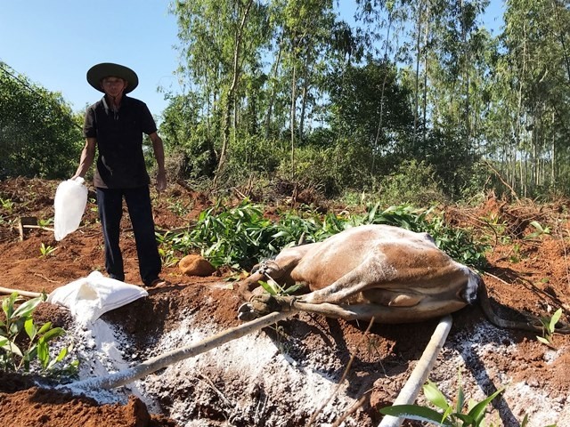 Bò mắc bệnh LMLM bị chết gây thiệt hại nặng cho người dân huyện Bình Sơn.
