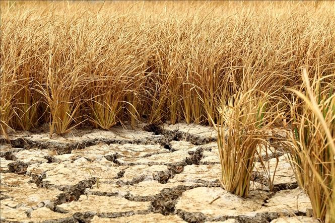 Nắng hạn, xâm nhập mặn nghiêm trọng khiến cho hàng nghìn hecta lúa ở huyện Tân Trụ bị khô cháy. Ảnh: Bùi Giang/TTXVN