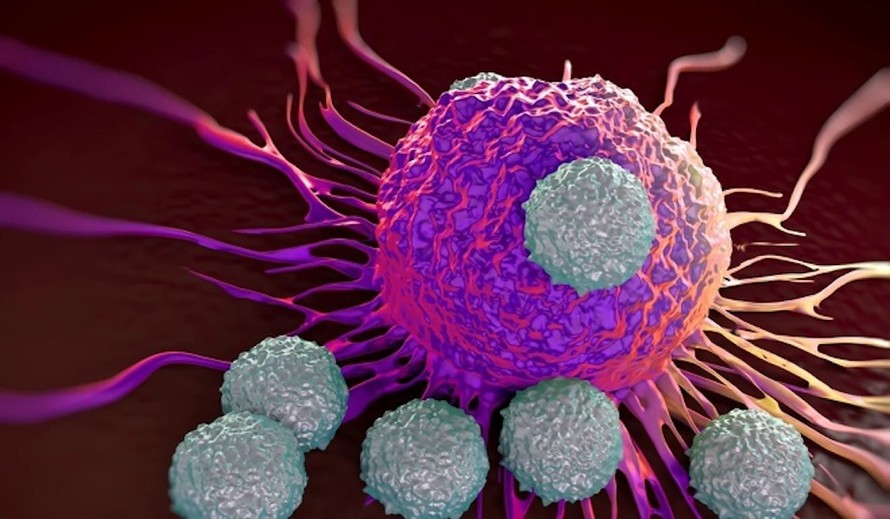 Tế bào T tấn công các tế bào độc hại với cơ thể. Ảnh: Shutterstock.