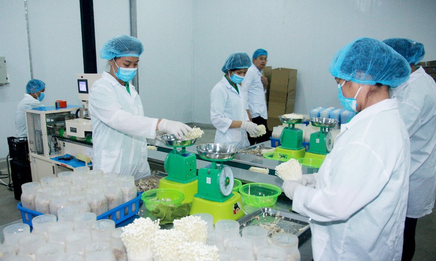 Kiểm tra chất lượng nấm kim châm sản xuất theo công nghệ Nhật Bản trước khi xuất xưởng tại Công ty TNHH Xuất nhập khẩu Kinoko Thanh Cao ở xã Đốc Tín (huyện Mỹ Đức).