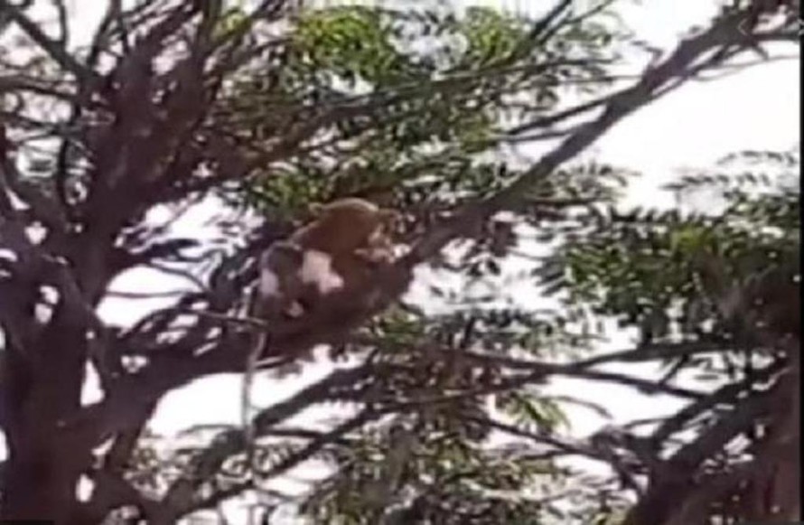 Đàn khỉ trèo lên cây sau khi cướp mẫu xét nghiệm COVID-19. 