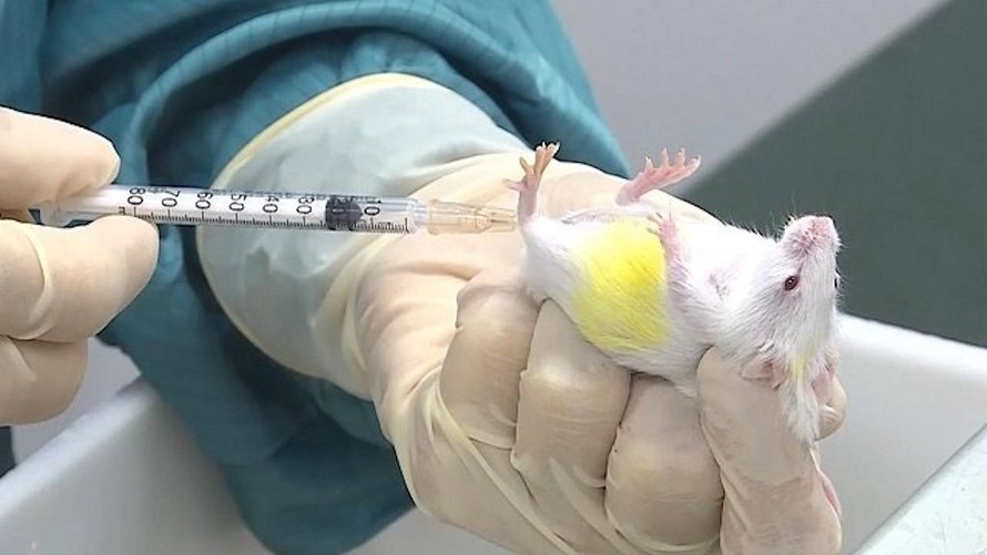 Vaccine phòng ngừa Covid-19 đã được Việt Nam thử nghiệm thành công trên chuột. (Ảnh minh hoạ)