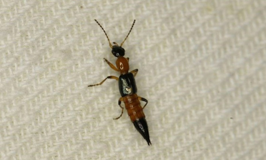 Kiến ba khoang có tên khoa học là Paederus fuscipes Curtis (Staphylinidae, Coleoptera), trong cơ thể chúng có chứa pederin, độc tính gây bỏng.