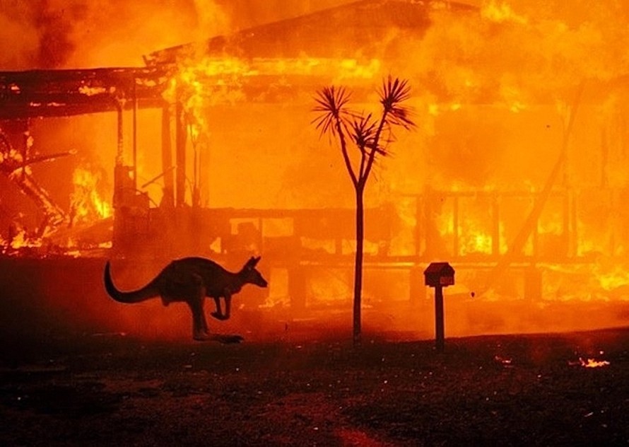 Khoảng 480 triệu động vật có vú cùng các loài chim và bò sát đã bị thiêu cháy trong các vụ cháy rừng trên khắp nước Australia