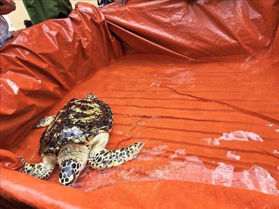 Cá thể rùa biển quý hiếm được bàn giao cho Trạm Bảo tồn Động vật Hoang dã Dầu Tiếng (huyện Dầu Tiếng, tỉnh Bình Dương). 