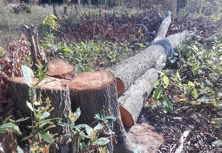 Những gốc cây lớn bị nhóm đối tượng cưa hạ trong một vụ phá rừng ở tỉnh Gia Lai.