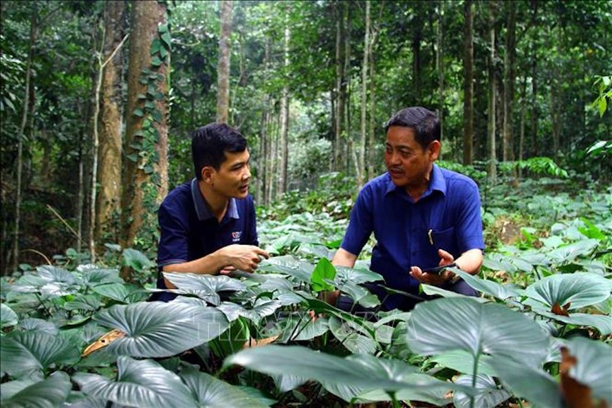 Ông Trương Quang Thiết (bên phải) xã Hương Hóa (Tuyên Hóa, Quảng Bình) trồng nhiều loại cây dược liệu dưới tán rừng cây bản địa để tạo sinh kế "lấy ngắn nuôi dài". 