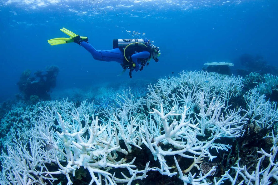 Rạn san hô lớn thứ ba thế giới trước nguy cơ bị tẩy trắng 