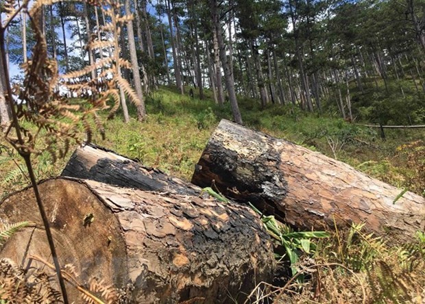 Cây thông cổ thụ tại khu rừng phòng hộ nằm giáp ranh giữa hai xã Đạ Sar và Đạ Nhim, huyện Lạc Dương, tỉnh Lâm Đồng bị đốn hạ. (Ảnh: Đặng Tuấn/TTXVN)