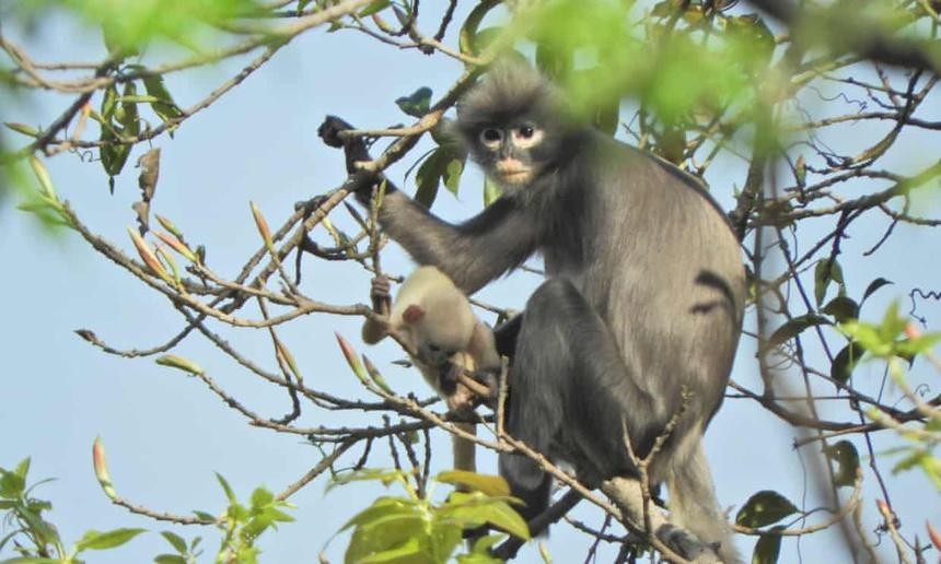 Loài voọc mới được phát hiện ở Myanmar, hiện chỉ còn khoảng hơn 200 cá thể trong tự nhiên. Ảnh: AFP.
