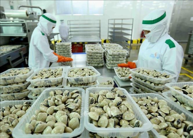 Chế biến ngao tại Công ty Lenger Việt Nam (Lenger Seafoods Vietnam) xuất khẩu sang EU, Anh, Nhật Bản, Mỹ, Hàn Quốc (14-10-2019). Ảnh minh họa: TTXVN