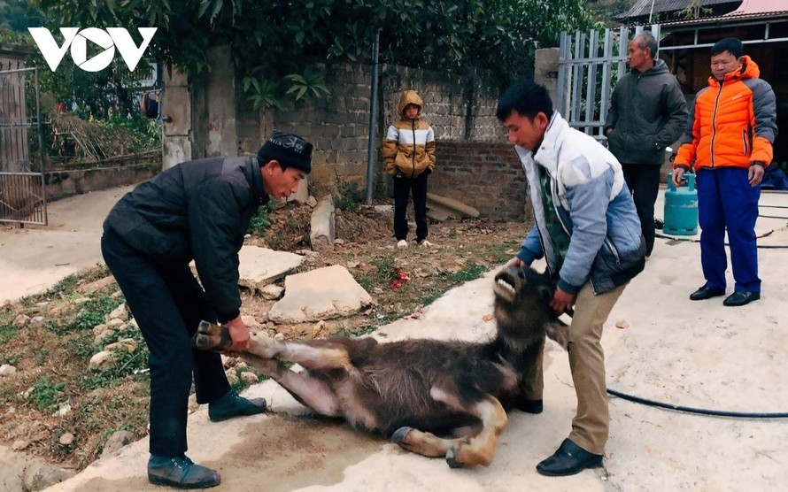 Gia súc chết do rét đậm, rét hại tại Lai Châu. (Ảnh VOV)