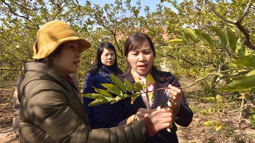 Chị Mai Thị Bích, Chủ tịch MTTQ xã Việt Dân, TX Đông Triều tham quan mô hình cây trồng mang lại giá trị kinh tế cao của người dân. (Ảnh: Báo Quảng Ninh) 